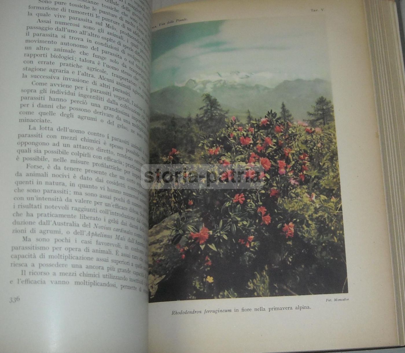 La Vita Delle Piante Di Giuseppe Gola Utet 1951 Botanica Illustrata
