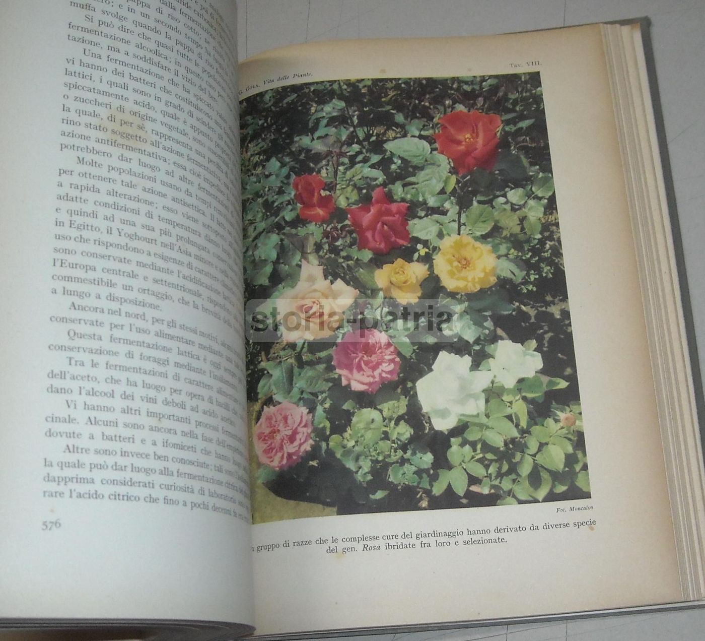 La Vita Delle Piante Di Giuseppe Gola Utet 1951 Botanica Illustrata