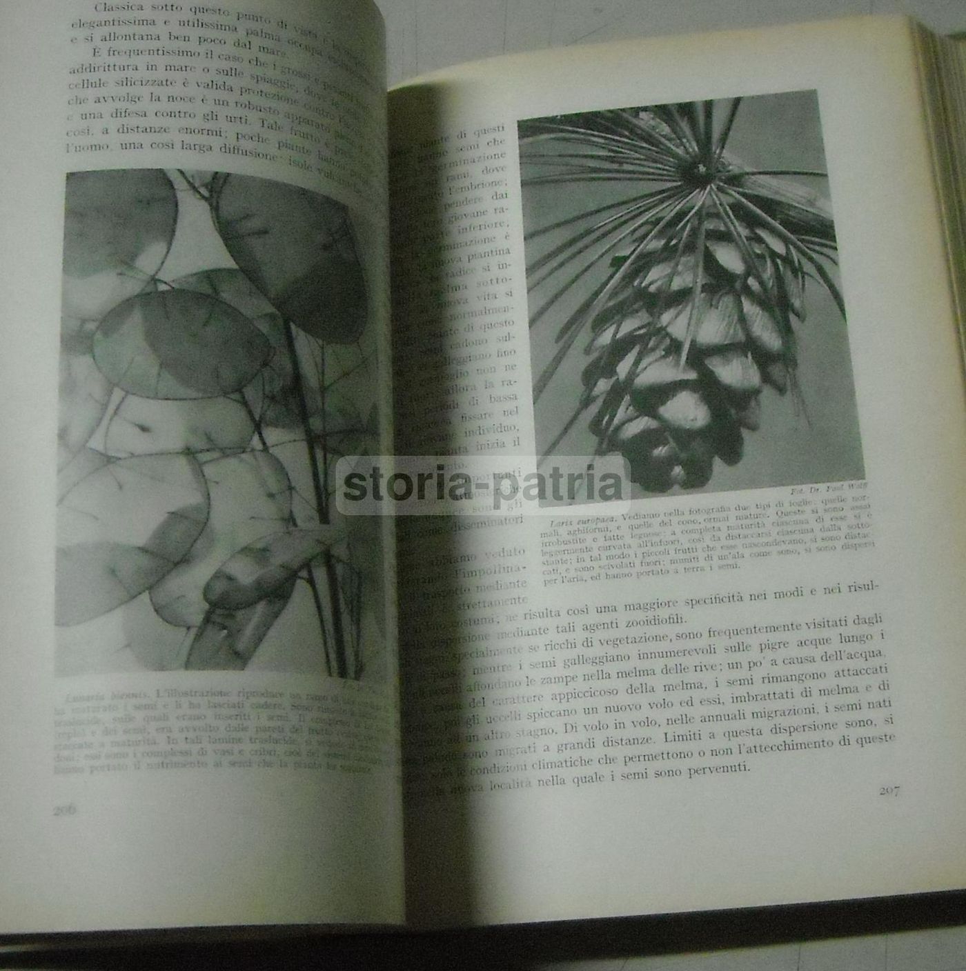 La Vita Delle Piante Di Giuseppe Gola Utet 1951 Botanica Illustrata