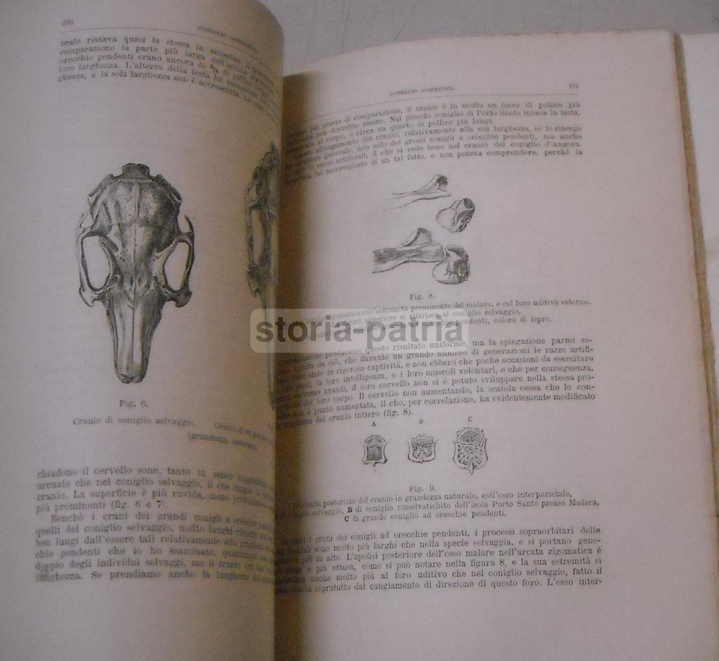 Variazione Degli Animali E Delle Piante Allo Stato Domestico   Carlo Darwin   Torino