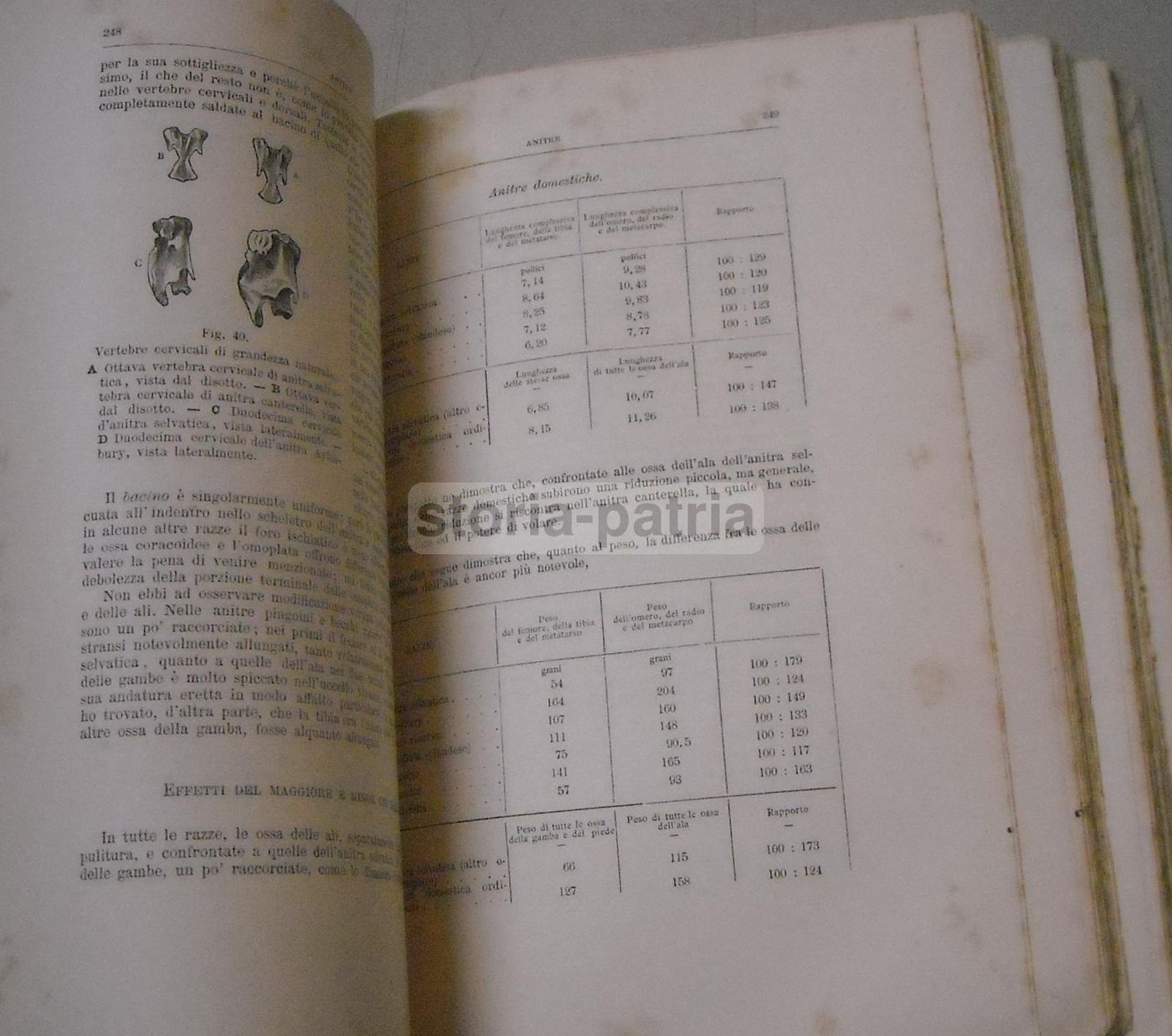 Variazione Degli Animali E Delle Piante Allo Stato Domestico   Carlo Darwin   Torino