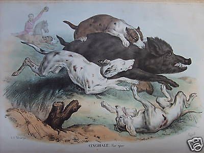 Litografia: Caccia Al Cinghiale Con Cani, Petraroja   Rispoli, XIX Secolo