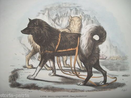 Litografia Antica Cane Degli Esquimesi, Petraroja E Rispoli, XIX Secolo