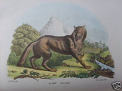 Stampa Litografica Lupo Canis Lupus, Petraroja   Rispoli, XIX Secolo