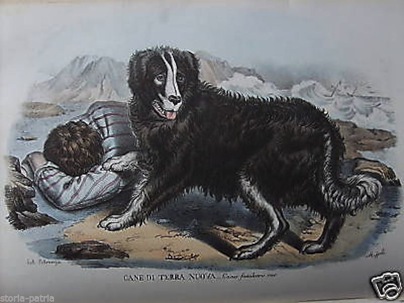 Litografia Colorata Cane Terranova Dell'800 Petraroja Rispoli