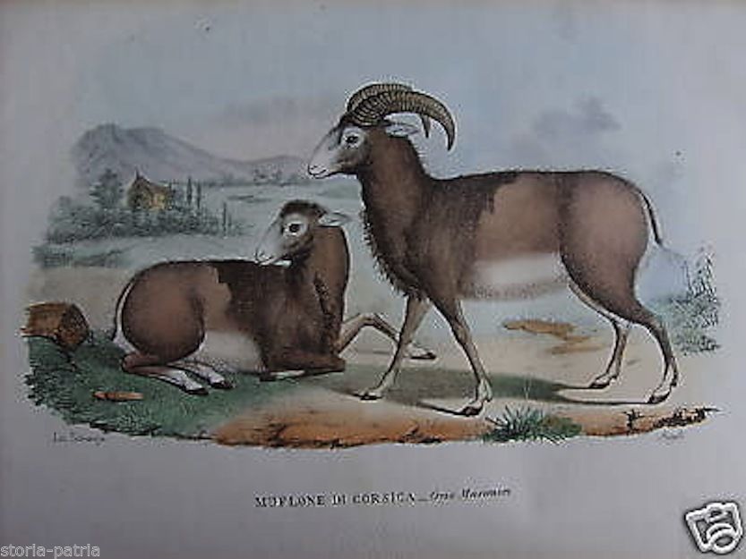 Litografia Antica Muflone Corsica Sardegna Ovis Musimon 1800