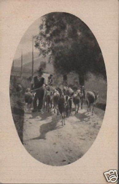 Cartolina Pubblicitaria Dentifricio Bertelli, Primi '900, Scena Pastorale