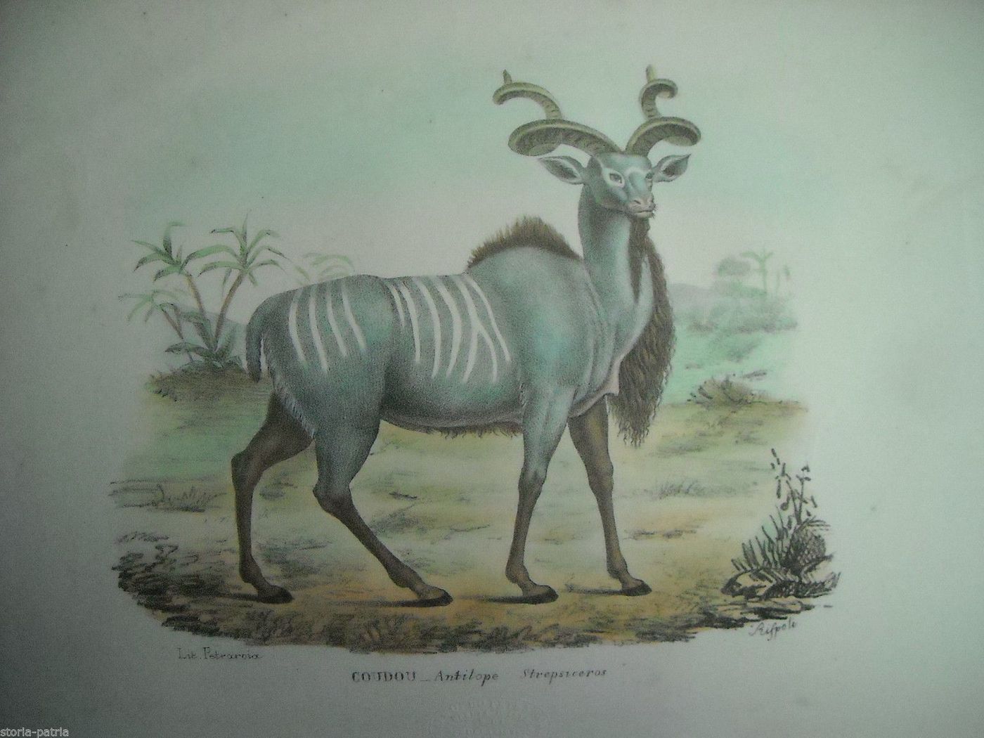 Litografia Napoletana Antilope Coudou Rispoli Petraroja 800