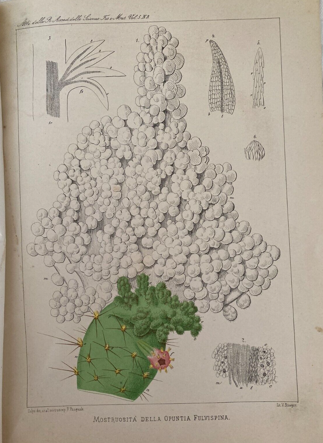 Su Di Un Ramo Mostruoso Della Opuntia Fulvispina   Giuseppe Antonio Pasquale, 1871
