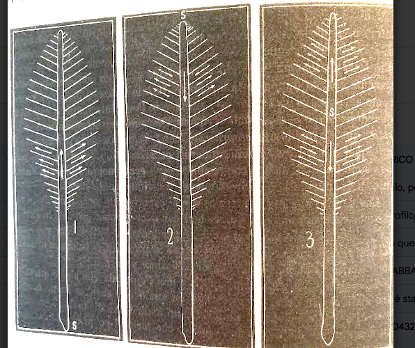 Gli Organi Luminosi E La Luce Delle Pennatule (Panceri, 1874)