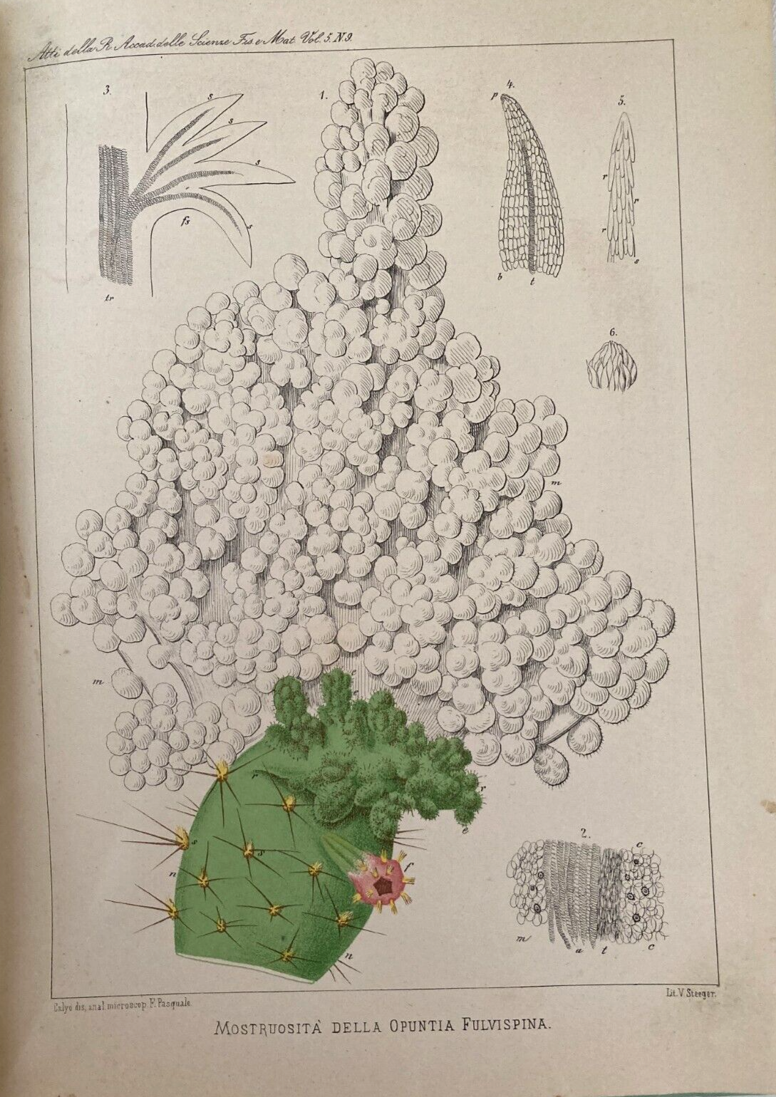 Scienze   Botanica   Accademia   Napoli   G. A. Pasquale