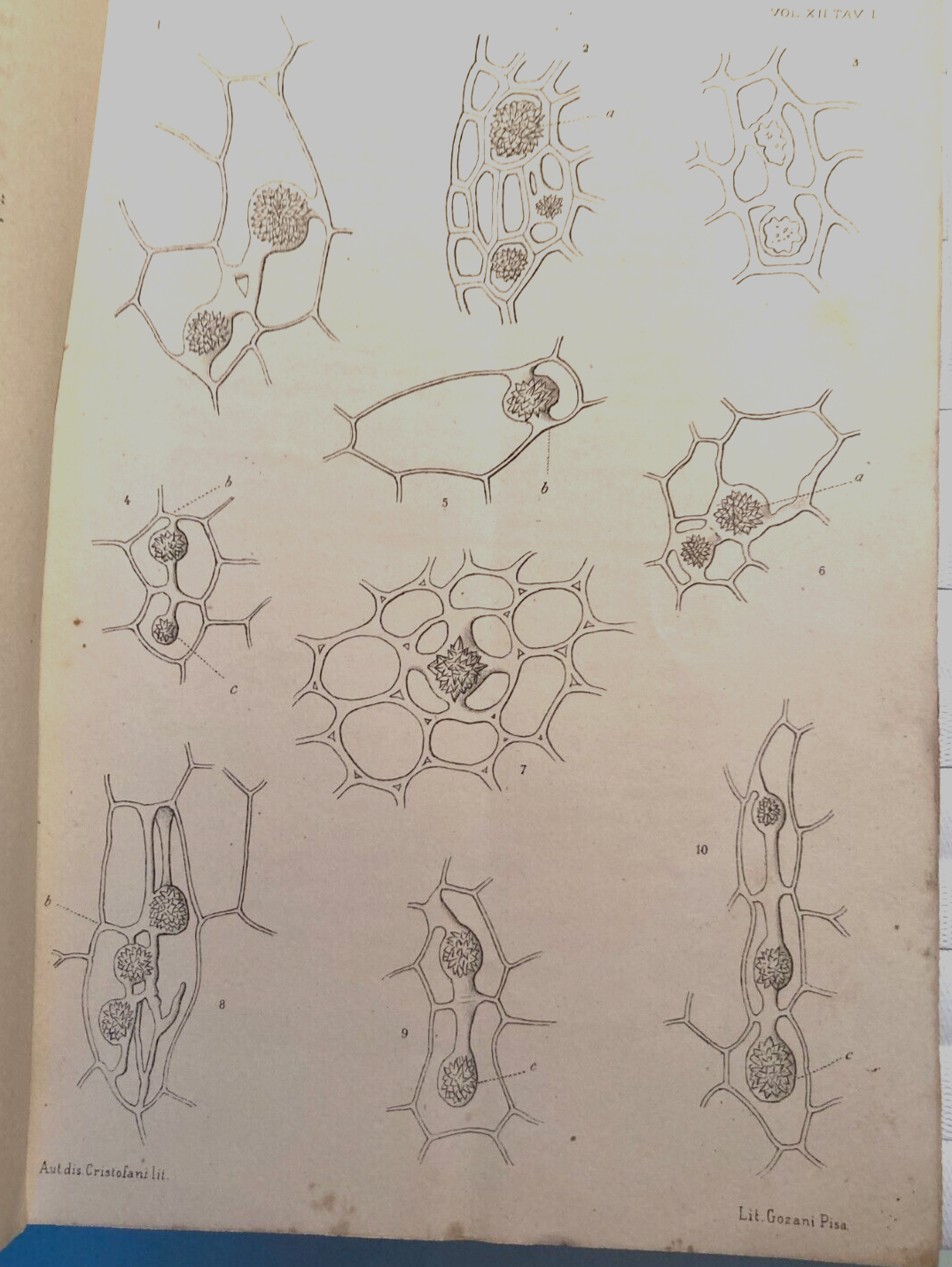 Scienze   Botanica: Fitologia, Cristalli, Druse (Rosanoff, Poulsen, Solms Laubach)