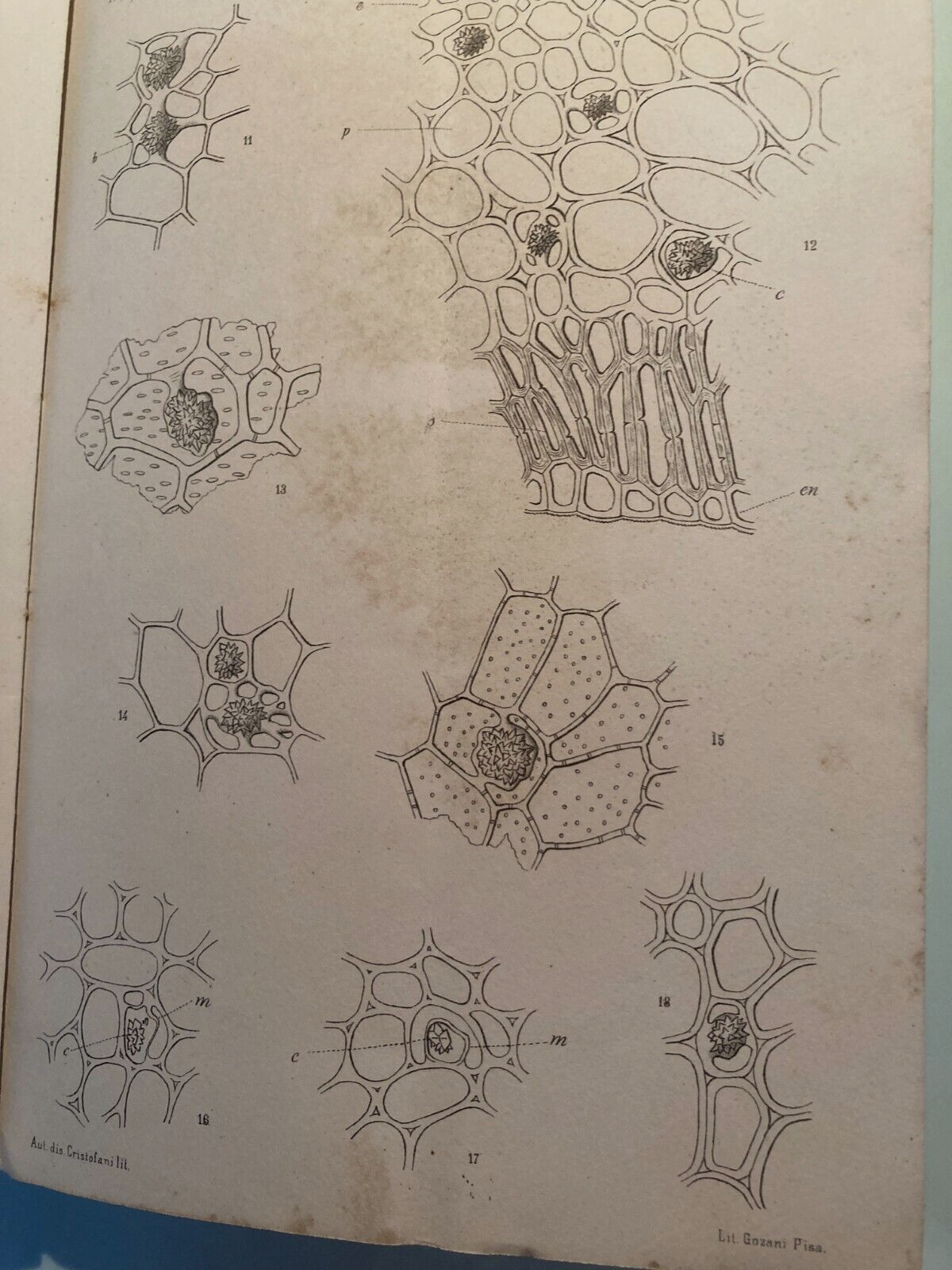 Scienze   Botanica: Fitologia, Cristalli, Druse (Rosanoff, Poulsen, Solms Laubach)