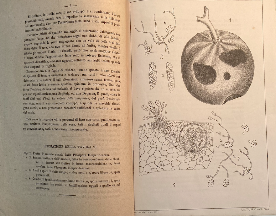 Achille Cattaneo, La Nebbia Delle Esperidi   Trattato Di Patologia Vegetale (1879)