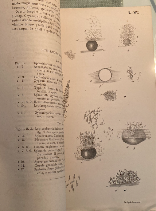Agraria, Botanica, Riso, Miceti: Antica Edizione, Cattaneo, 1877, Con Due Litografie