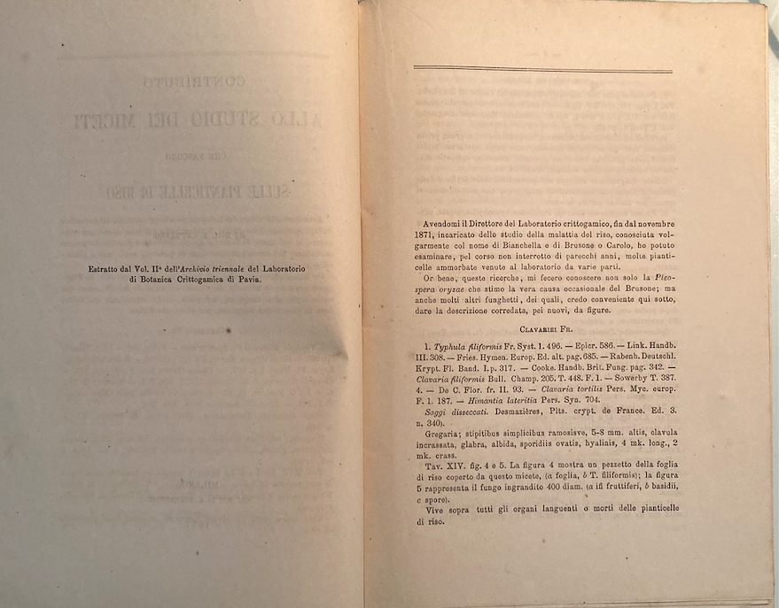 Agraria, Botanica, Riso, Miceti: Antica Edizione, Cattaneo, 1877, Con Due Litografie