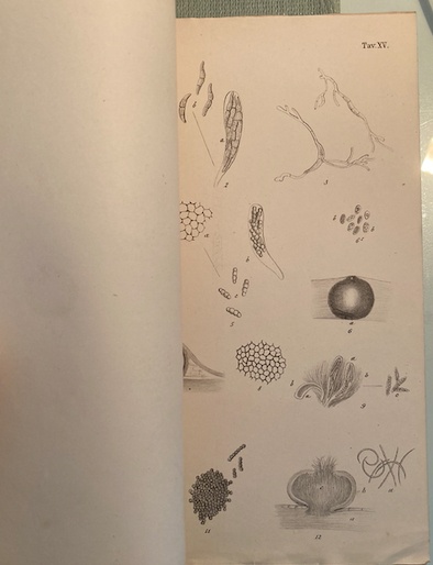 Agraria, Botanica, Riso, Miceti: Antica Edizione, Cattaneo, 1877, Con Due Litografie