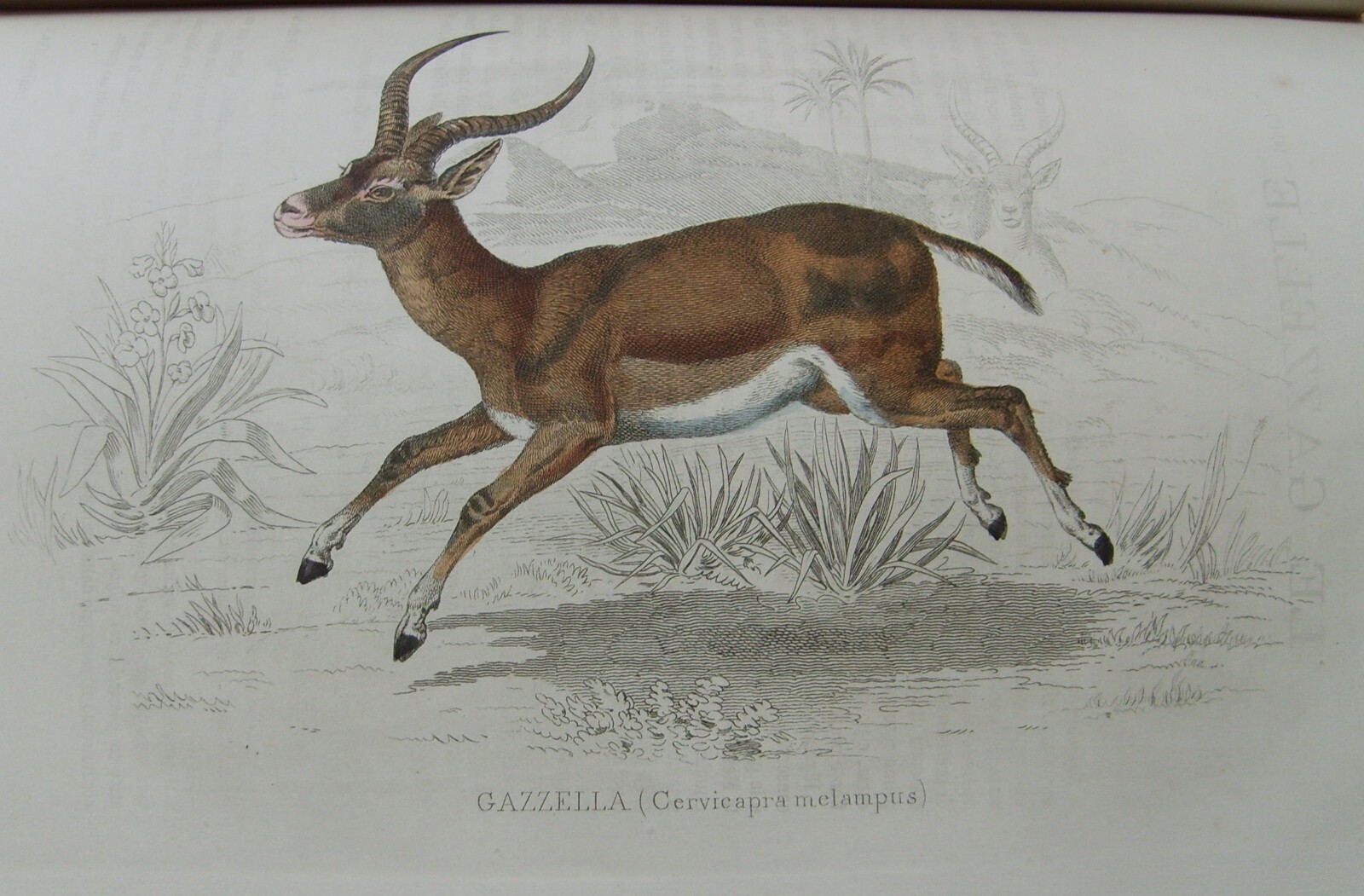 Storia Naturale: Zoologia, Geologia, Minerali, Uccelli. 150 Incisioni