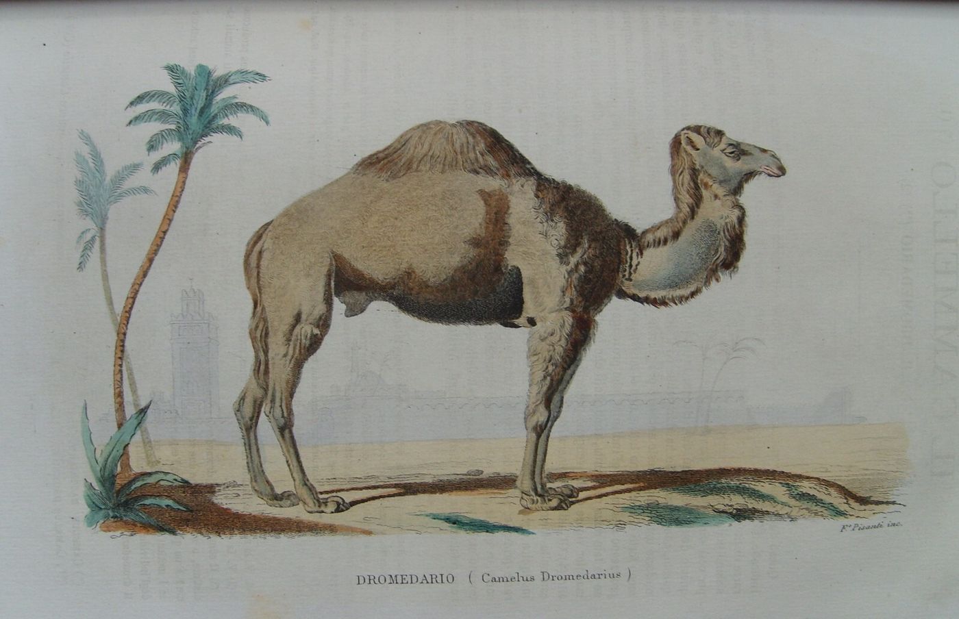 Storia Naturale: Zoologia, Geologia, Minerali, Uccelli. 150 Incisioni