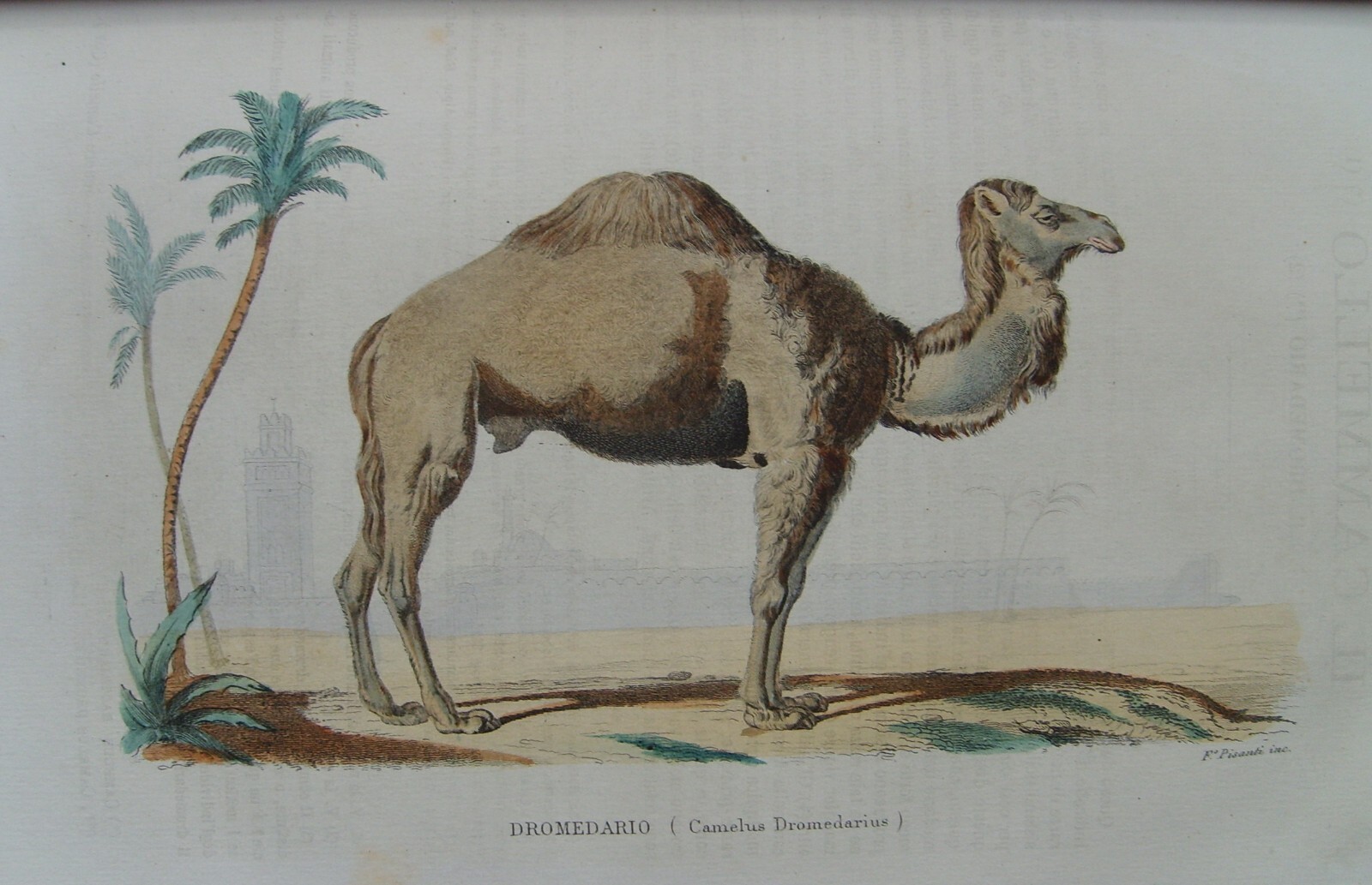 Storia Naturale: Zoologia, Geologia, Minerali, Uccelli. 150 Incisioni