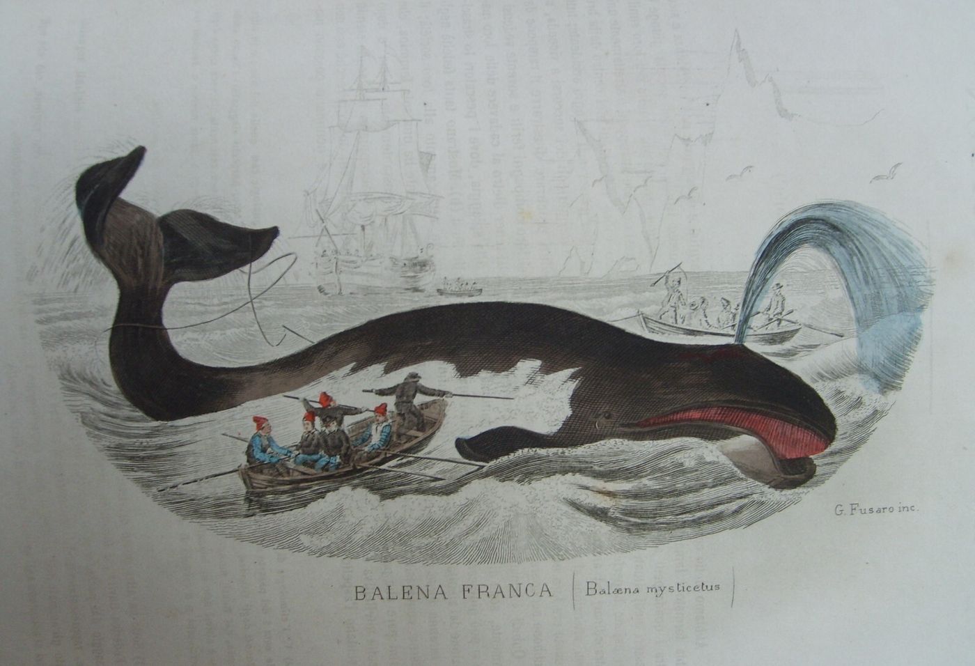 Storia Naturale: Zoologia, Geologia, Minerali, Uccelli. 150 Incisioni