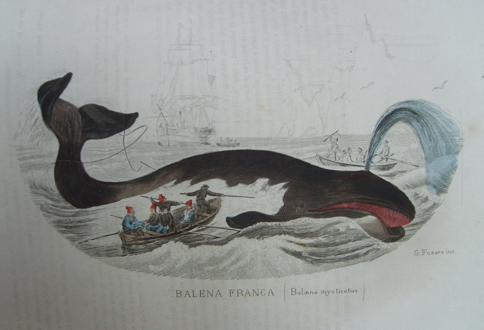 Storia Naturale: Zoologia, Geologia, Minerali, Uccelli. 150 Incisioni