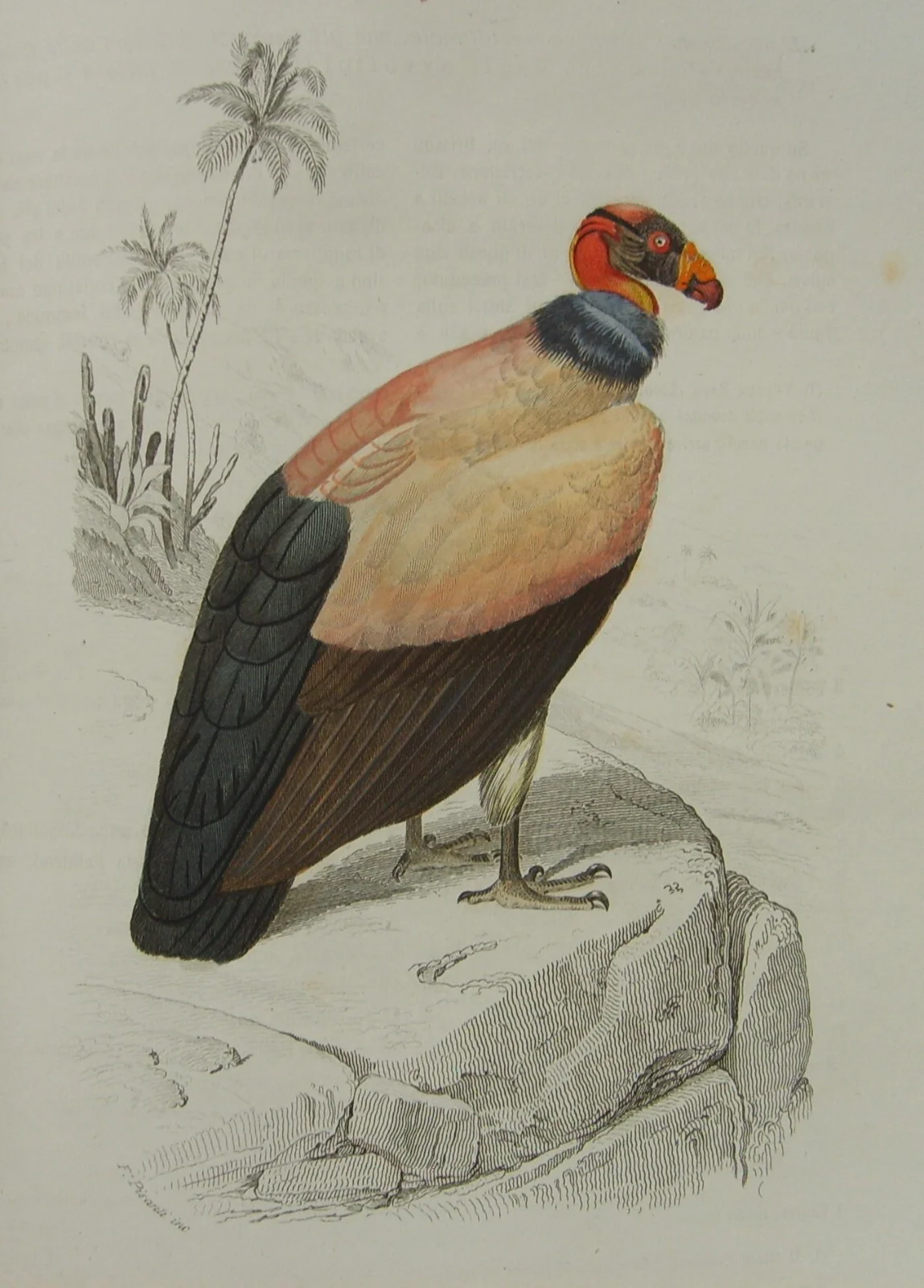 Storia Naturale: Zoologia, Geologia, Minerali, Uccelli. 150 Incisioni