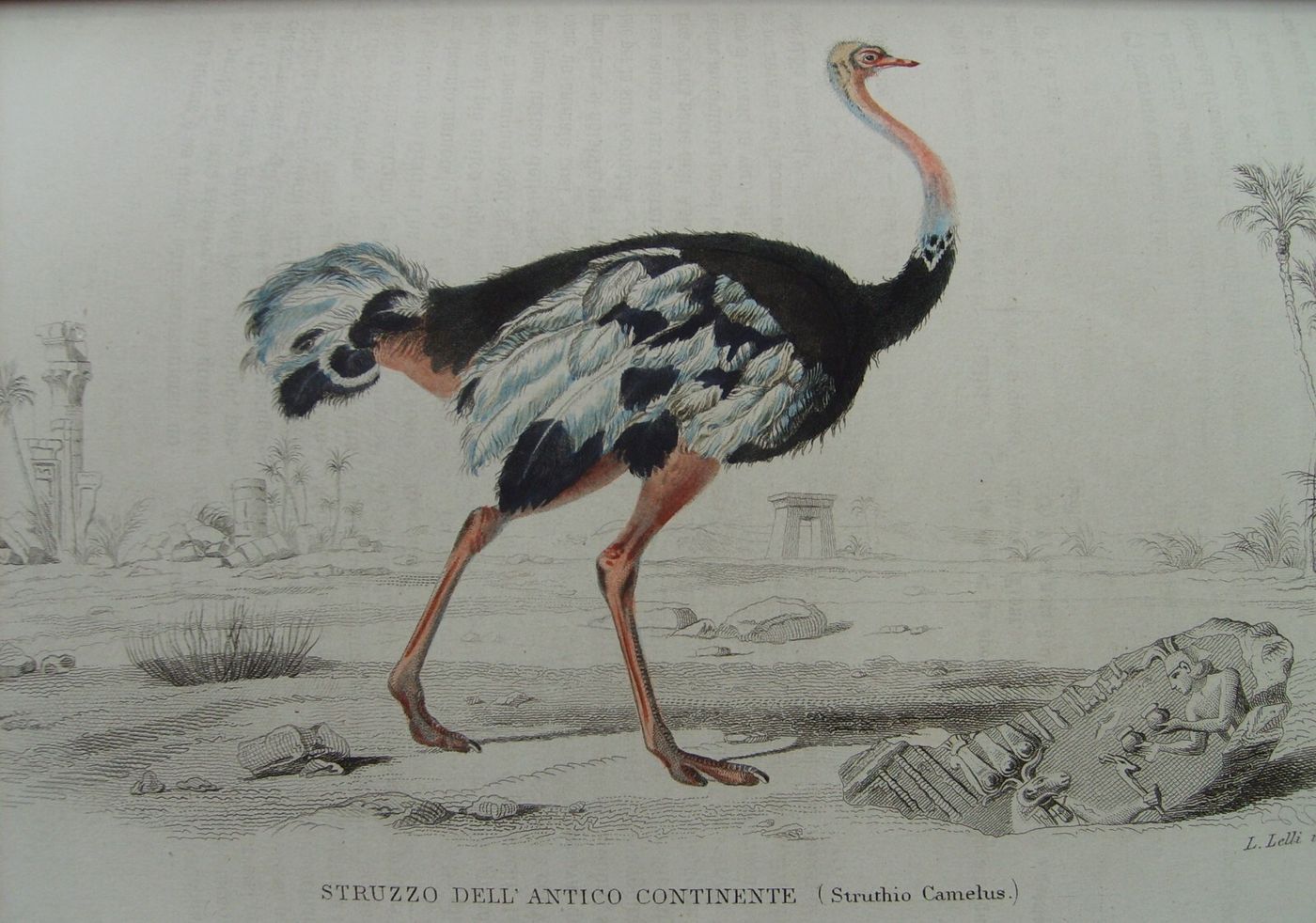 Storia Naturale: Zoologia, Geologia, Minerali, Uccelli. 150 Incisioni