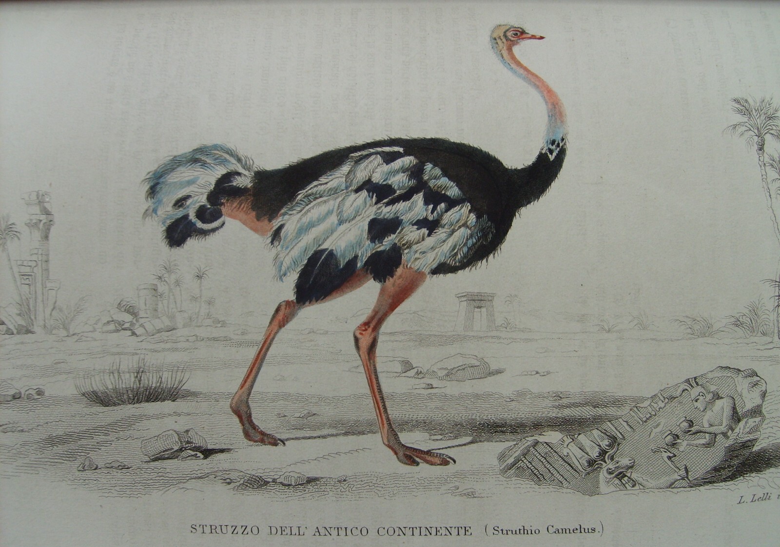 Storia Naturale: Zoologia, Geologia, Minerali, Uccelli. 150 Incisioni