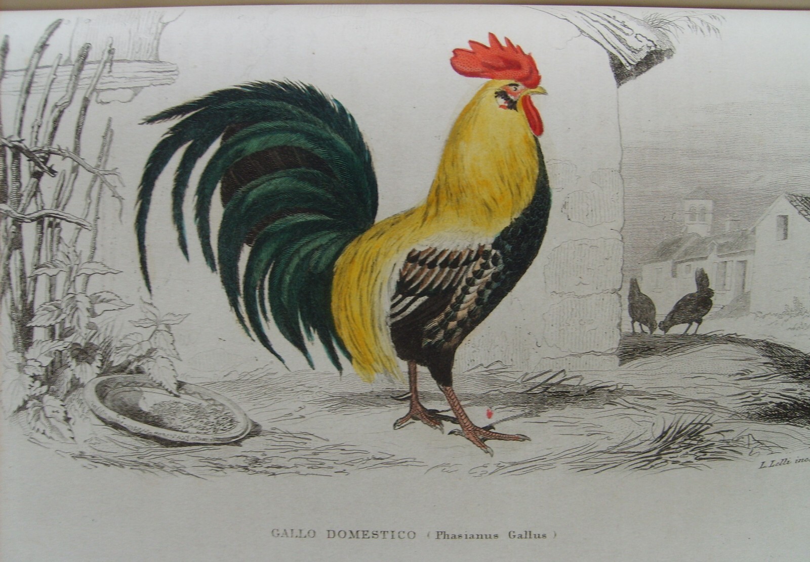 Storia Naturale: Zoologia, Geologia, Minerali, Uccelli. 150 Incisioni