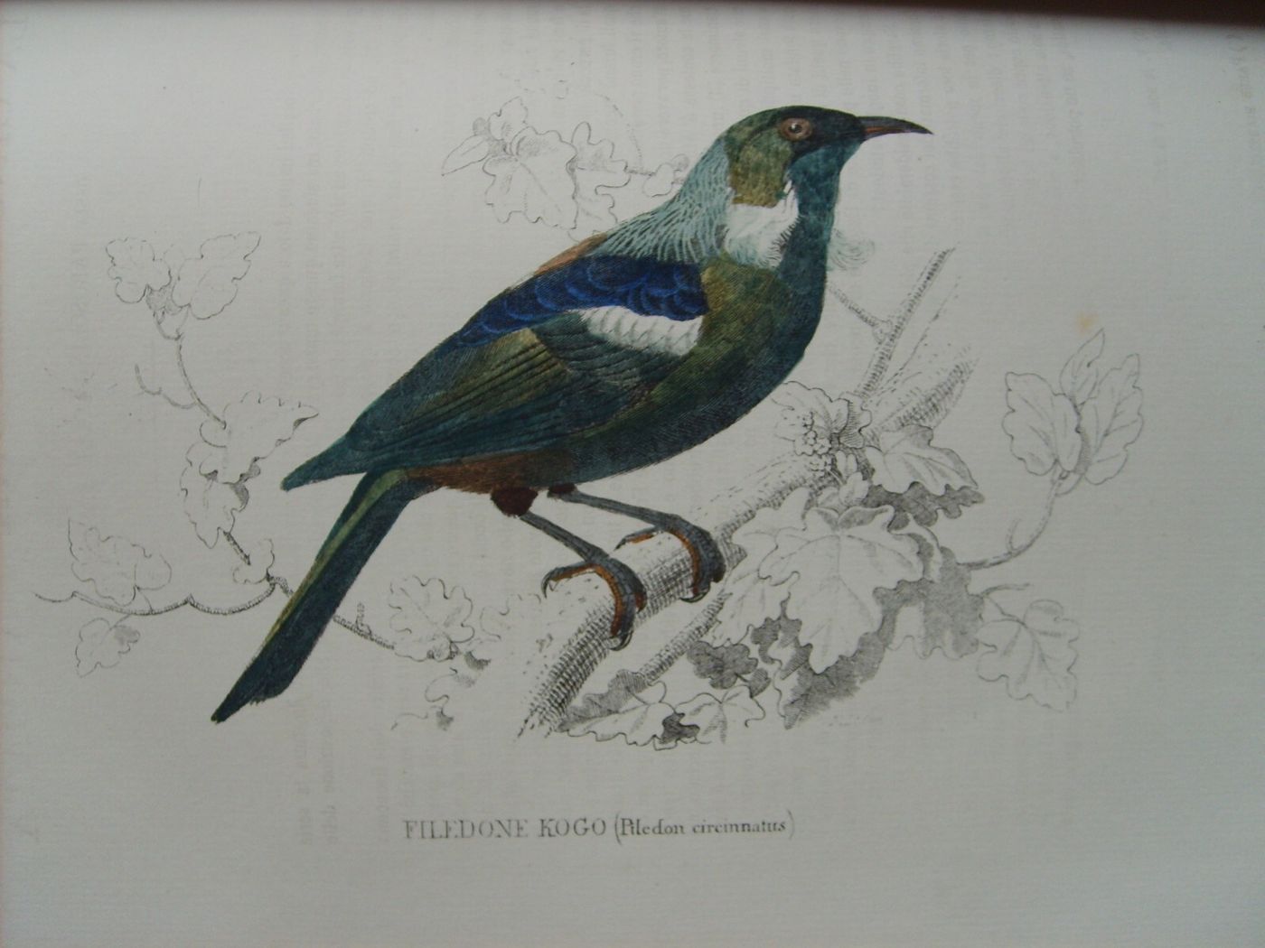 Storia Naturale: Zoologia, Geologia, Minerali, Uccelli. 150 Incisioni