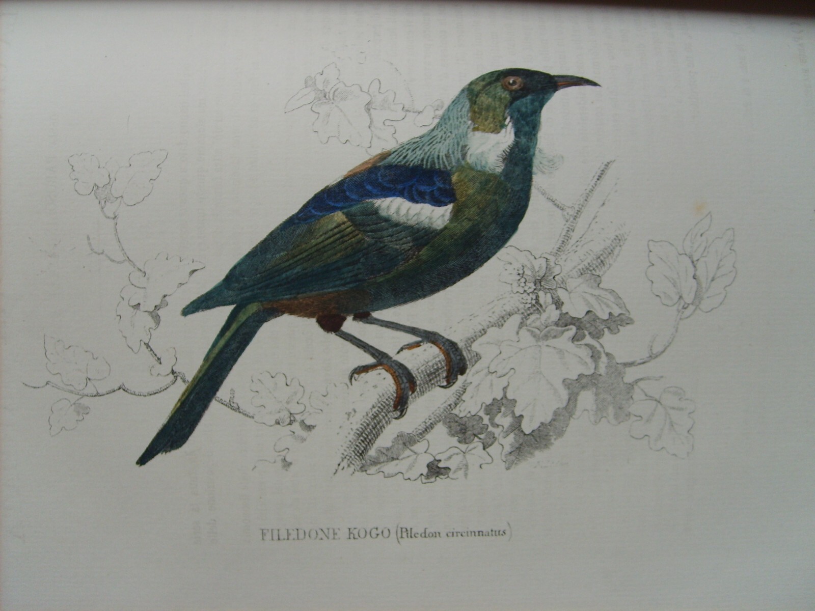 Storia Naturale: Zoologia, Geologia, Minerali, Uccelli. 150 Incisioni