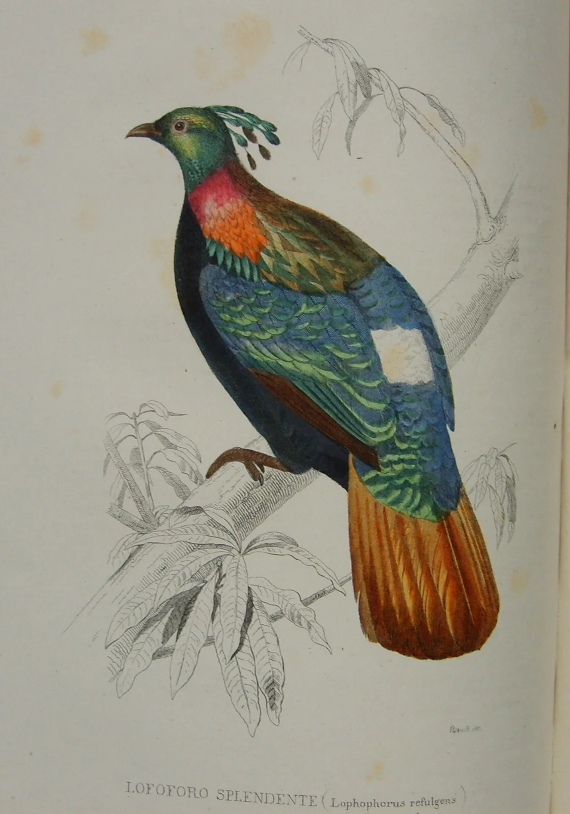 Storia Naturale: Zoologia, Geologia, Minerali, Uccelli. 150 Incisioni