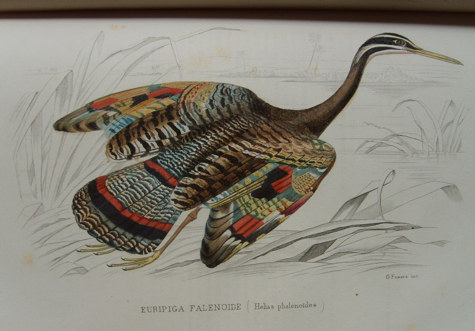 Storia Naturale: Zoologia, Geologia, Minerali, Uccelli. 150 Incisioni