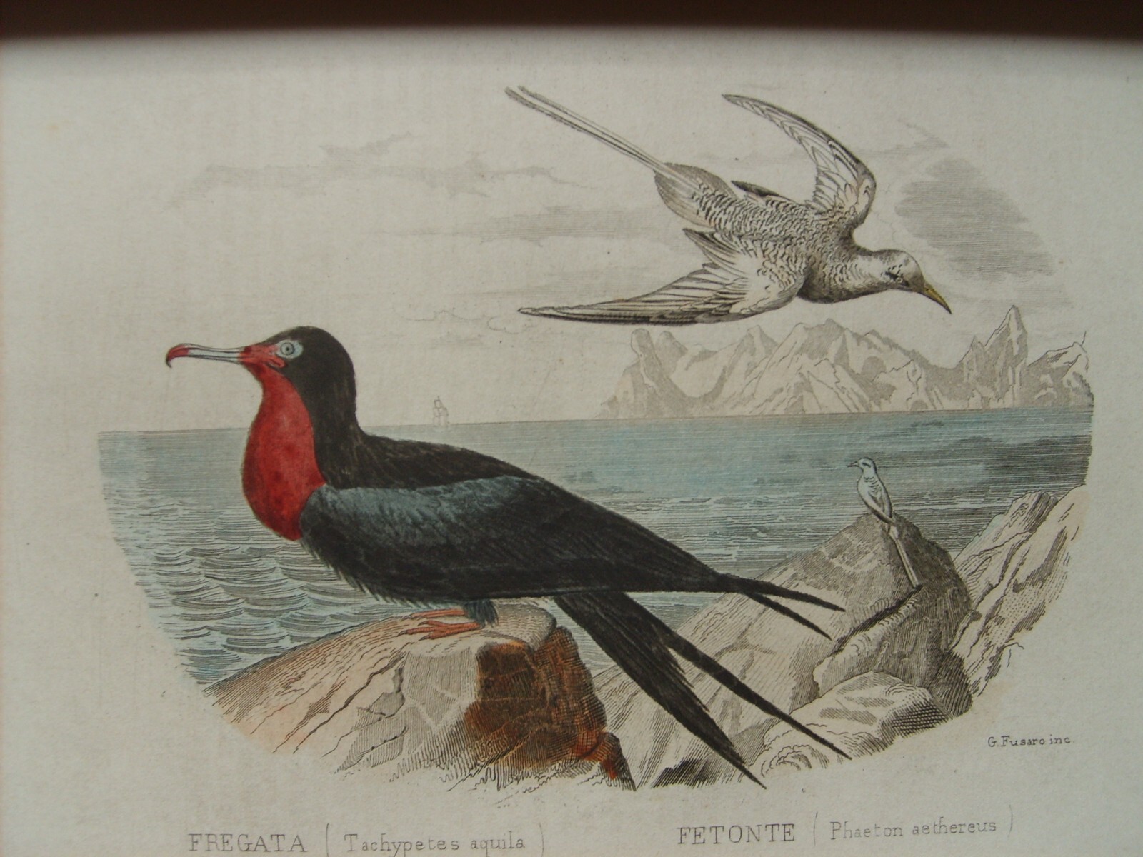 Storia Naturale: Zoologia, Geologia, Minerali, Uccelli. 150 Incisioni