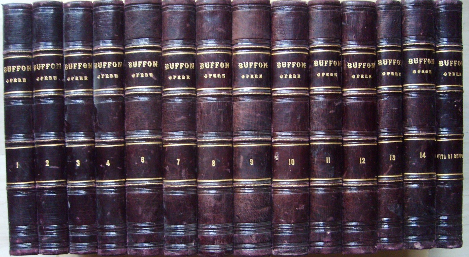 Storia Naturale: Zoologia, Geologia, Minerali, Uccelli. 150 Incisioni