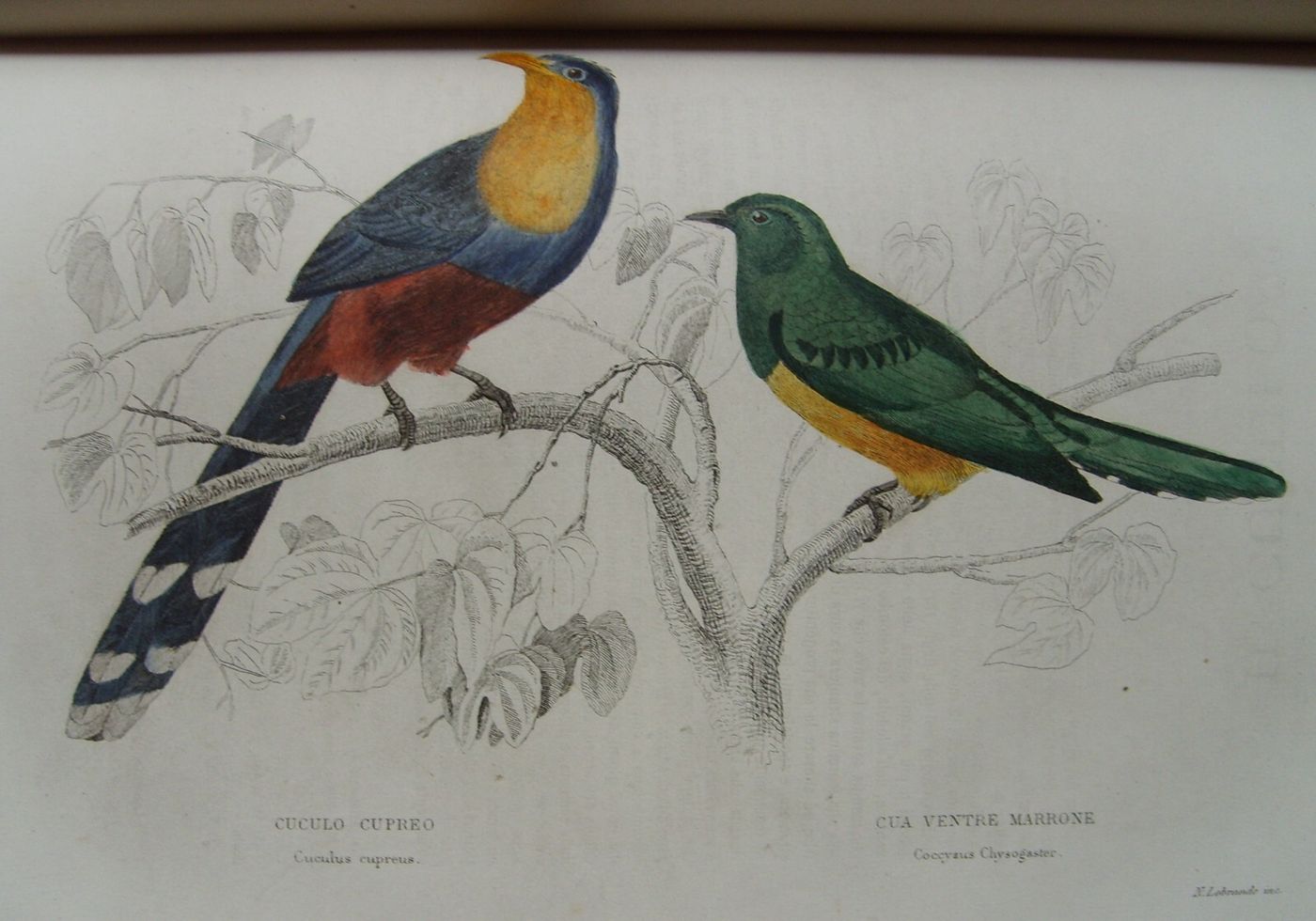 Storia Naturale: Zoologia, Geologia, Minerali, Uccelli. 150 Incisioni