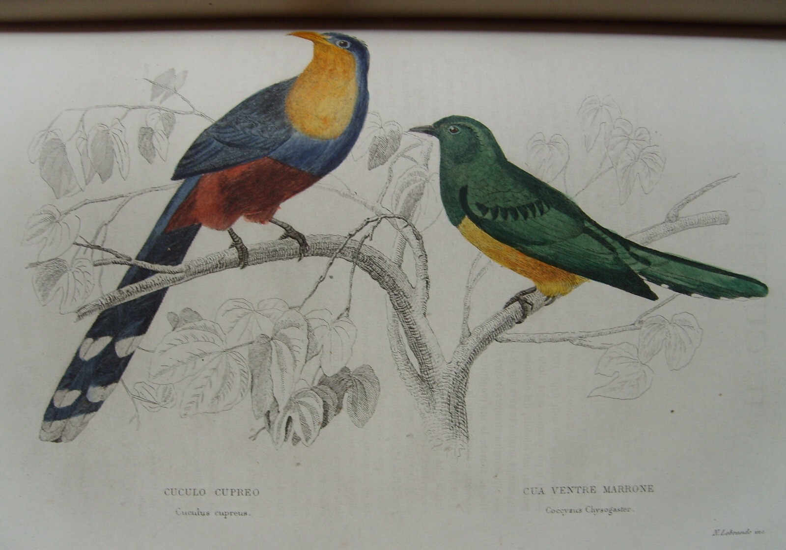 Storia Naturale: Zoologia, Geologia, Minerali, Uccelli. 150 Incisioni