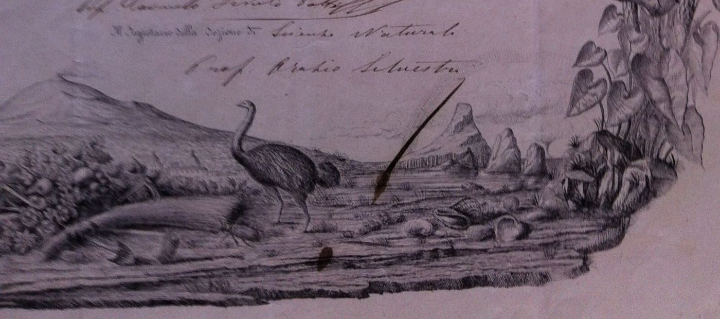 1873 Diploma Accademia Gioenia Di Scienze Naturali, Catania