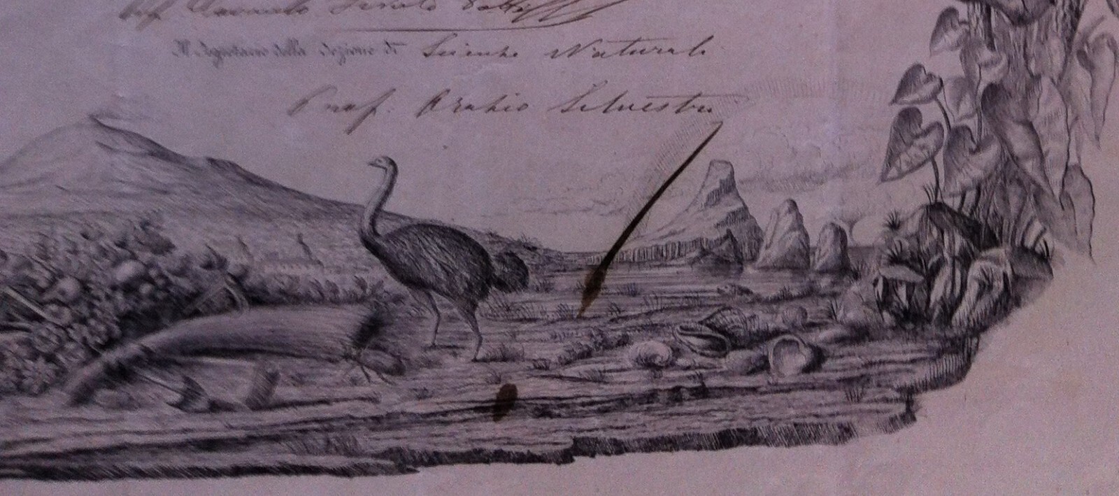 1873 Diploma Accademia Gioenia Di Scienze Naturali, Catania