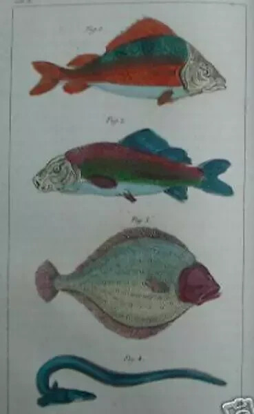 Storia Naturale, Zoologia E Botanica. G. Delafosse, 1862