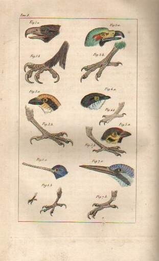 Storia Naturale, Zoologia E Botanica. G. Delafosse, 1862