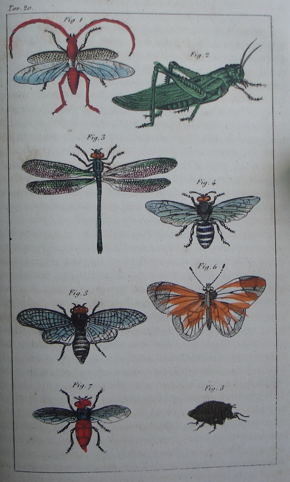 Storia Naturale, Zoologia E Botanica. G. Delafosse, 1862