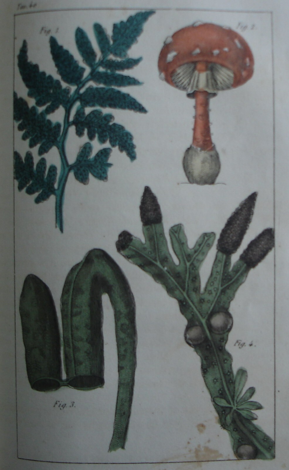 Storia Naturale, Zoologia E Botanica. G. Delafosse, 1862