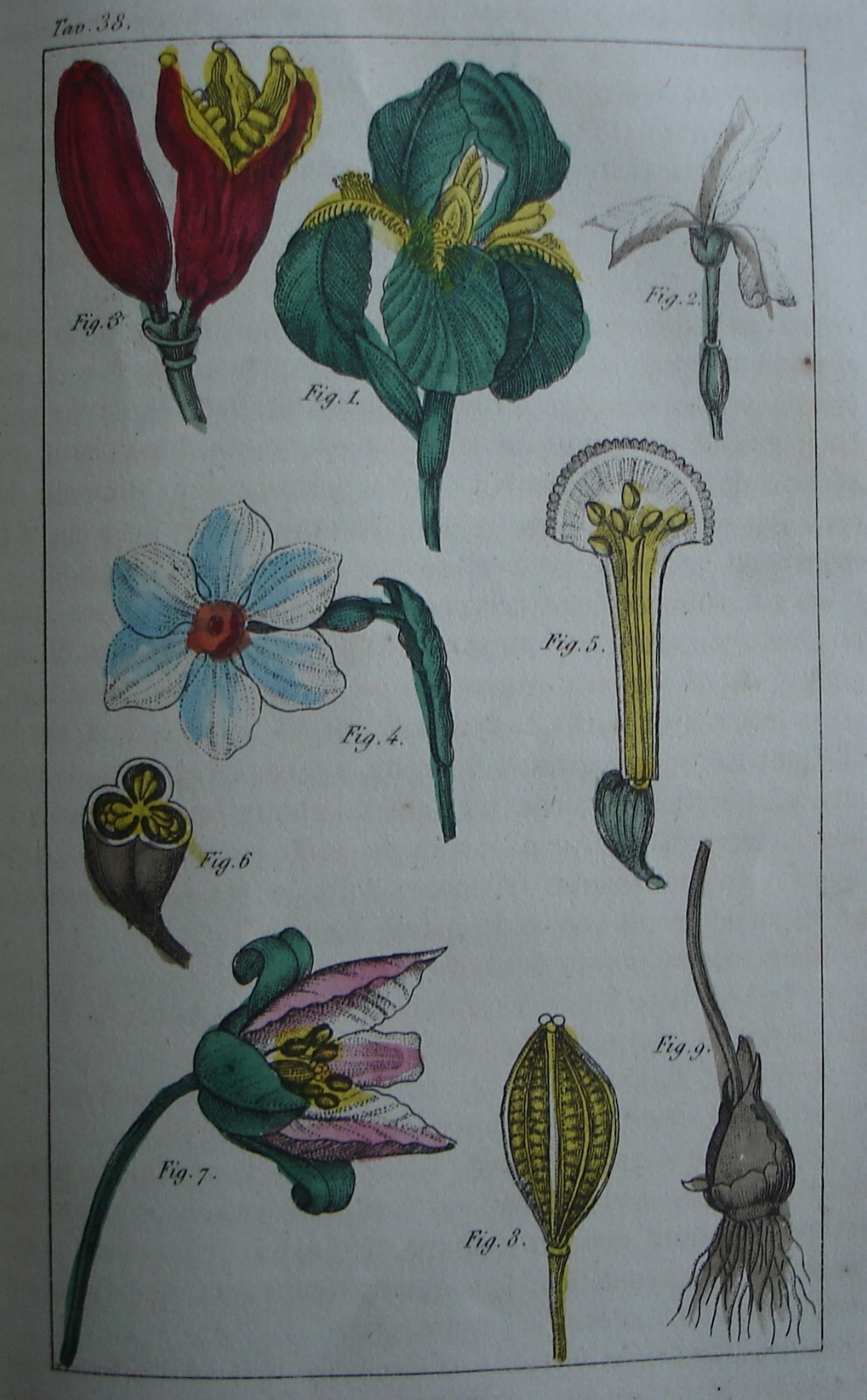 Storia Naturale, Zoologia E Botanica. G. Delafosse, 1862