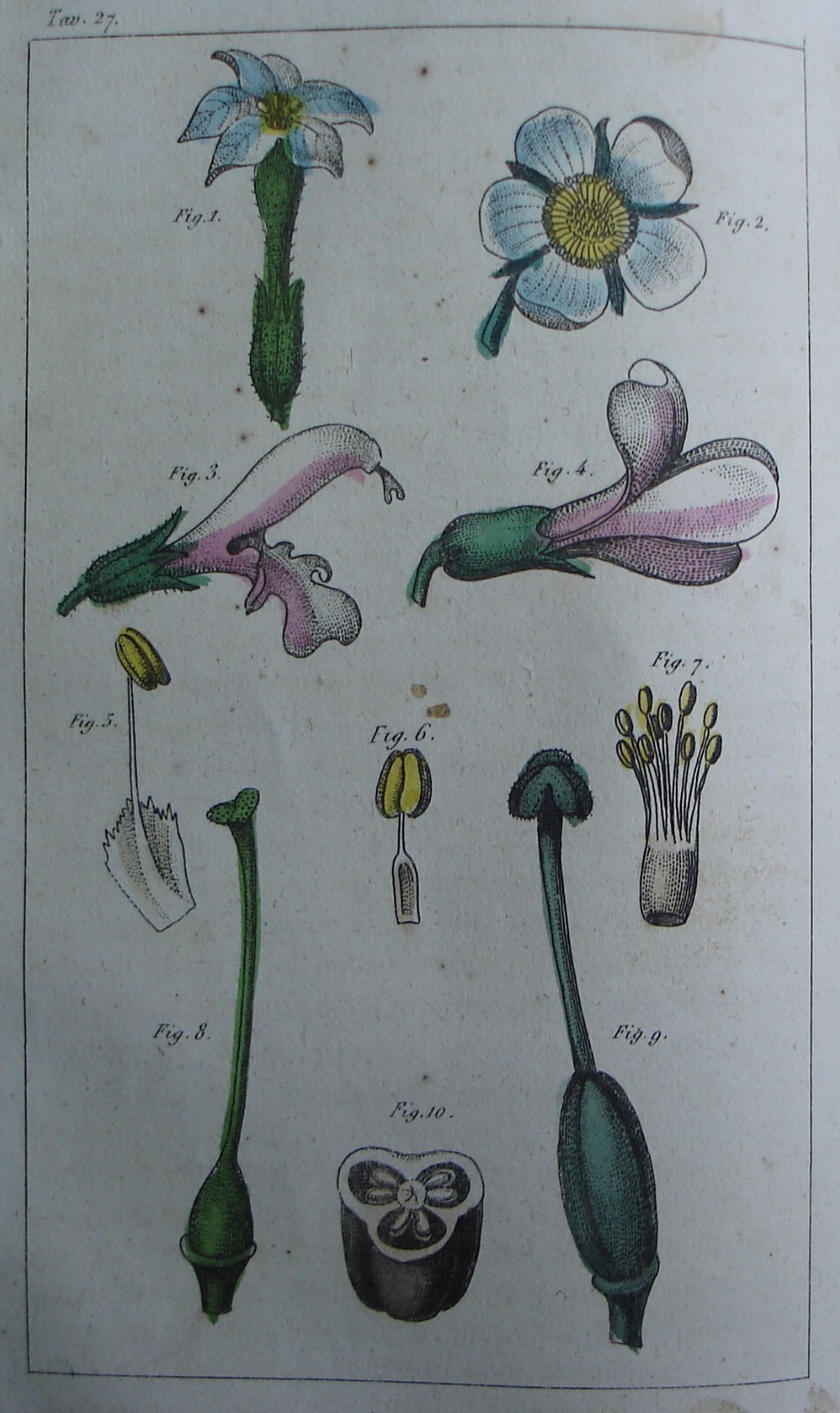 Storia Naturale, Zoologia E Botanica. G. Delafosse, 1862