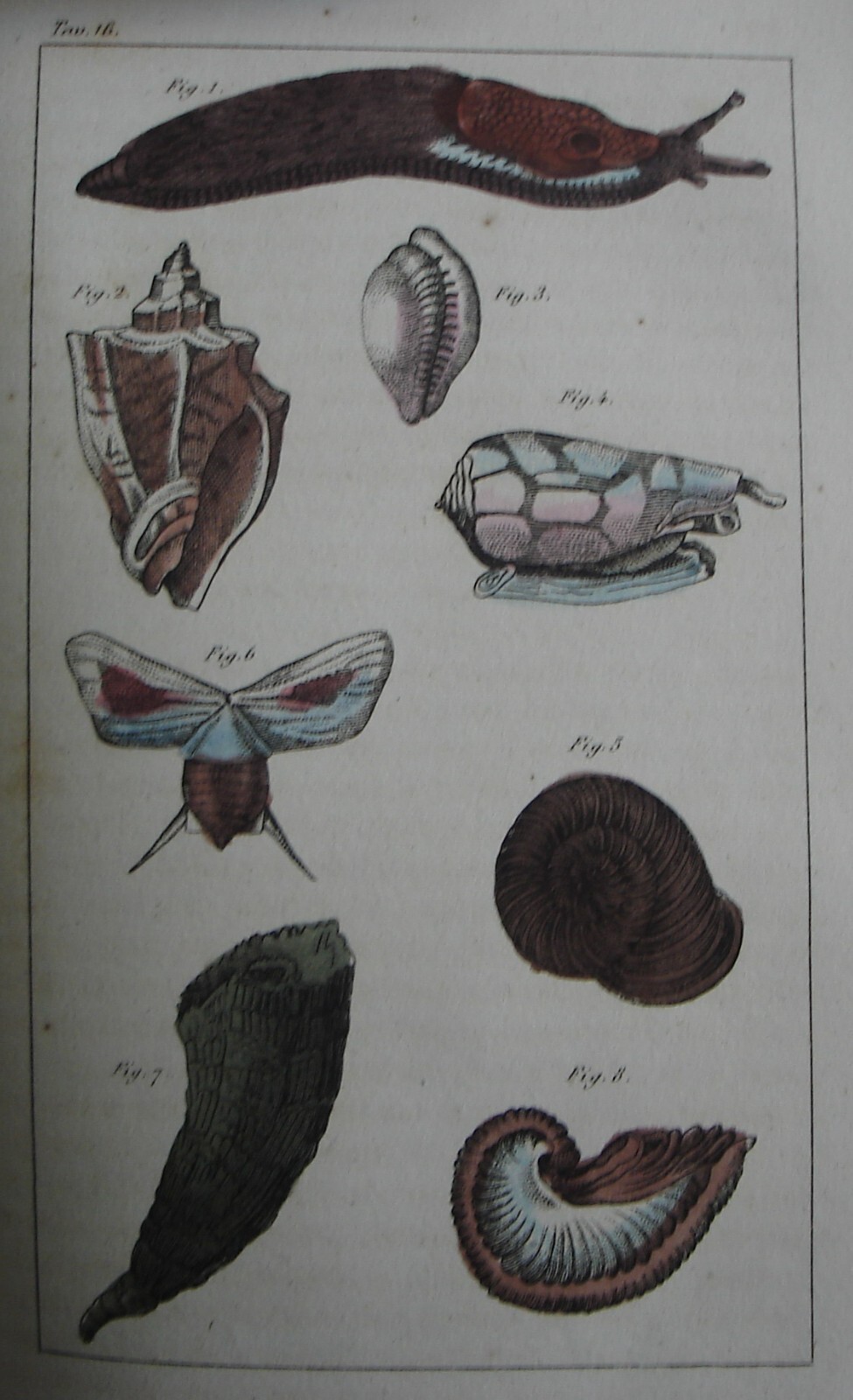 Storia Naturale, Zoologia E Botanica. G. Delafosse, 1862
