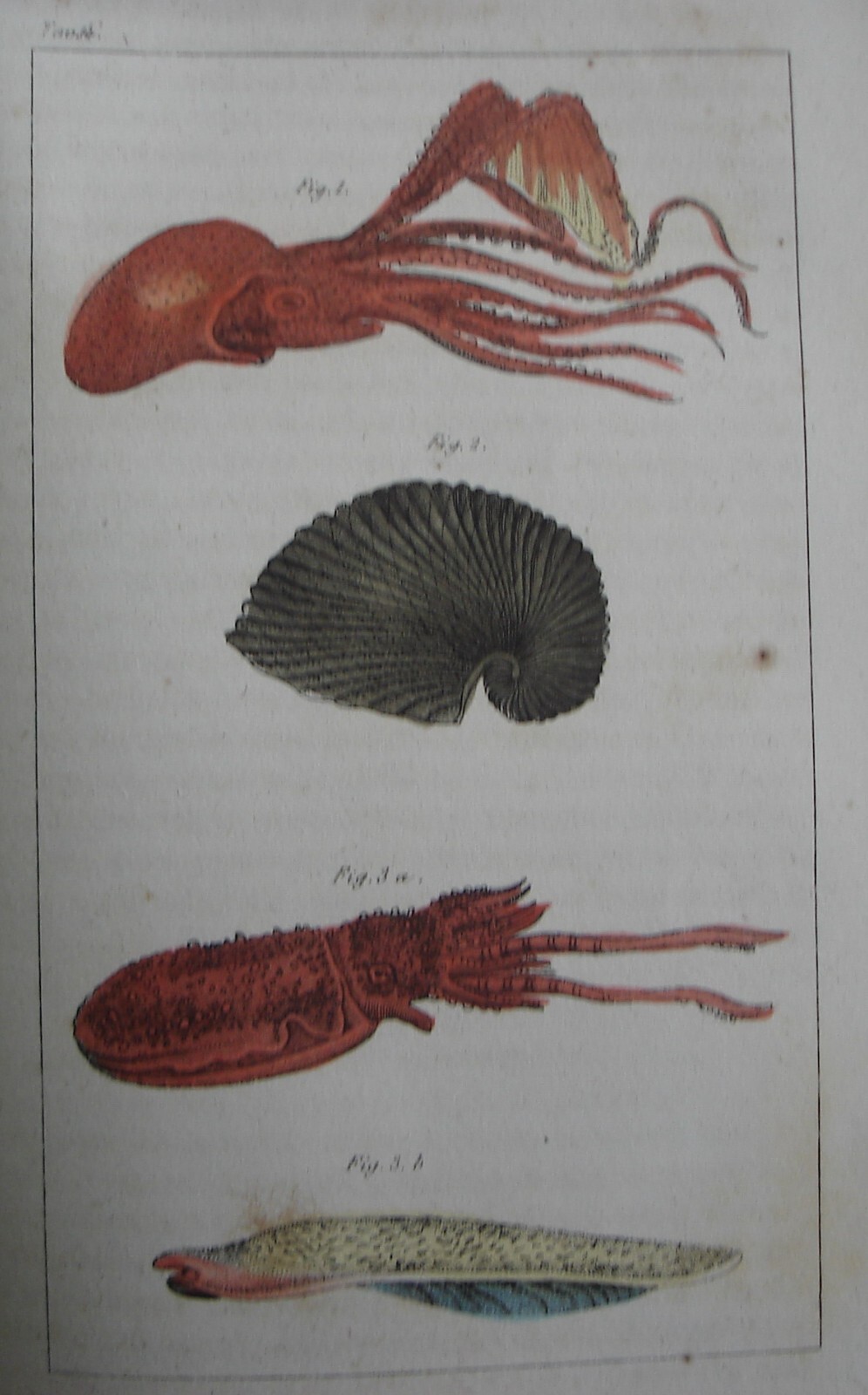 Storia Naturale, Zoologia E Botanica. G. Delafosse, 1862