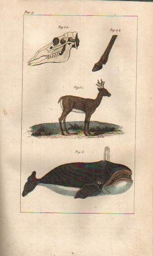 Storia Naturale, Zoologia E Botanica. G. Delafosse, 1862