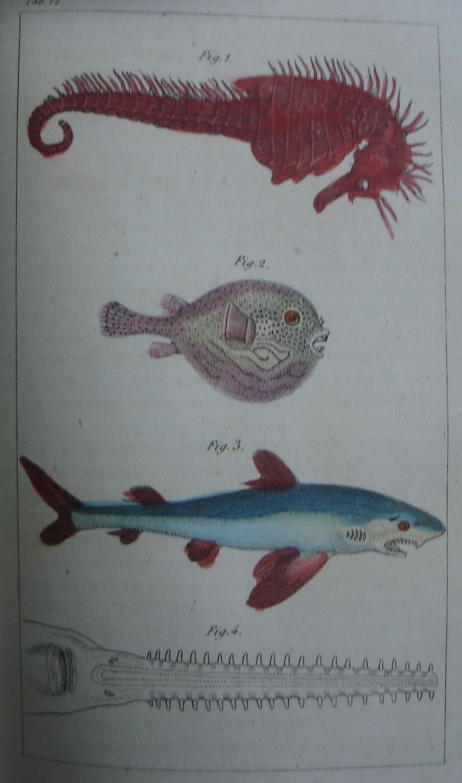 Storia Naturale, Zoologia E Botanica. G. Delafosse, 1862